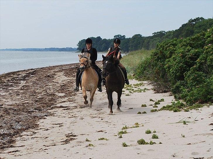 Anden særlig race Østerstrovstrups Sisco<3 - På ridelejr : I fuld galop! billede 18