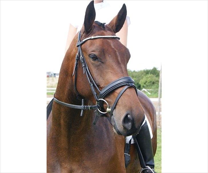 Oldenborg Bødker's Bailey - Min første hest, smukke Bailey<3<3 billede 2