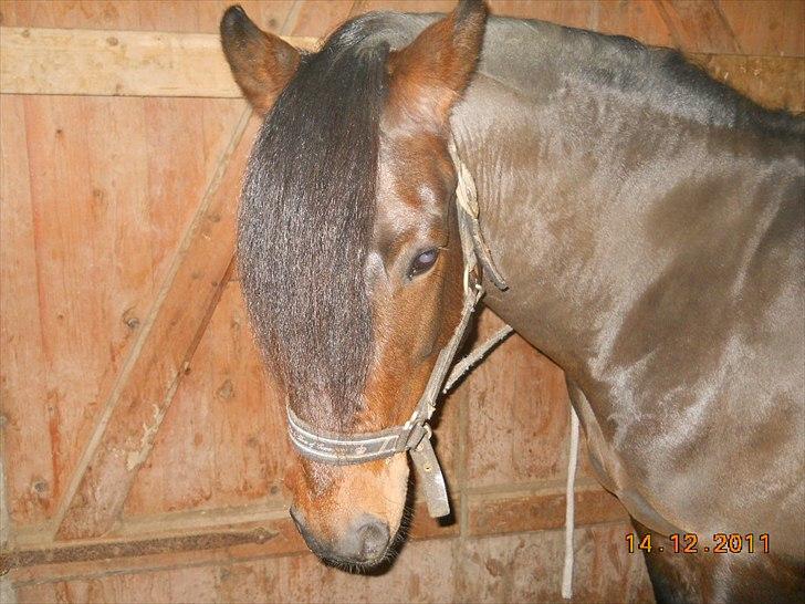 New Forest Stackarps Pablo NFH 139 billede 3