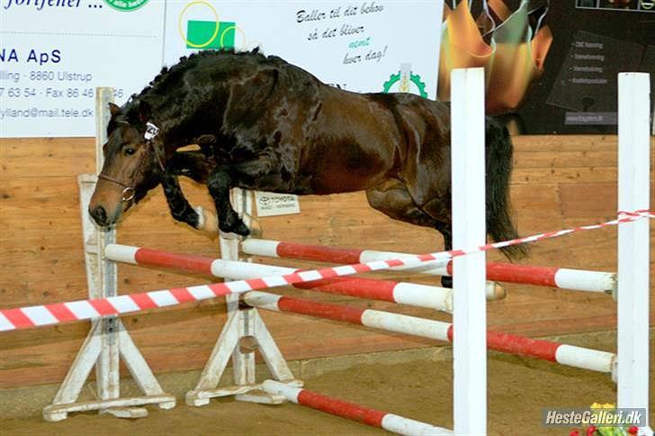 New Forest Stackarps Pablo NFH 139 billede 4