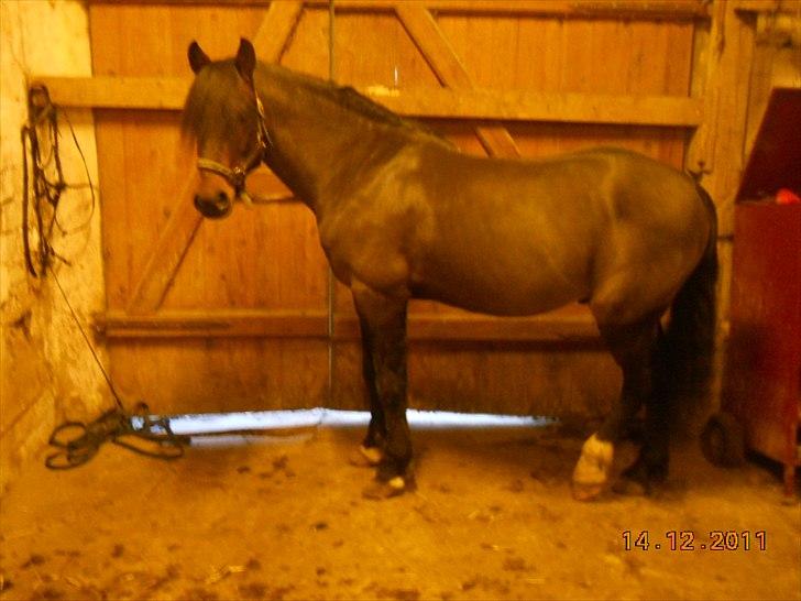 New Forest Stackarps Pablo NFH 139 billede 8