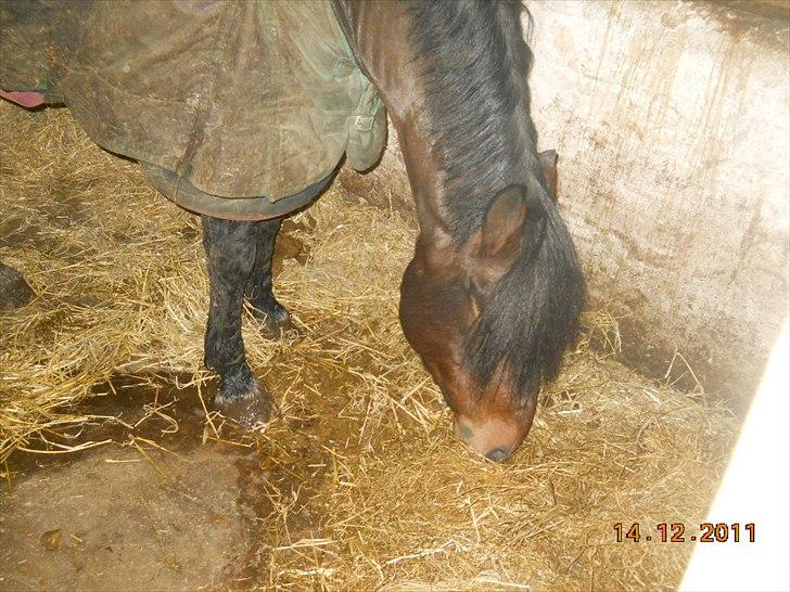 New Forest Stackarps Pablo NFH 139 billede 9