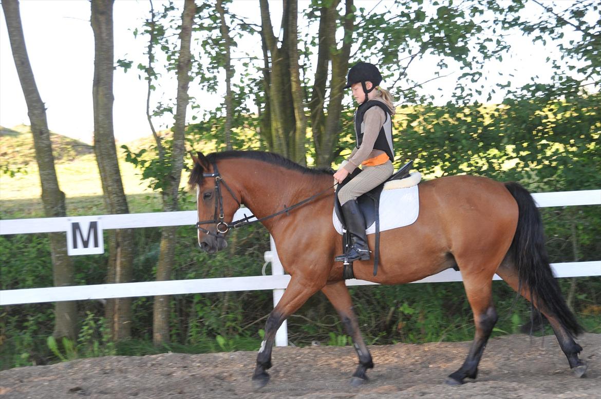 Anden særlig race Vestervangs Ib  billede 8