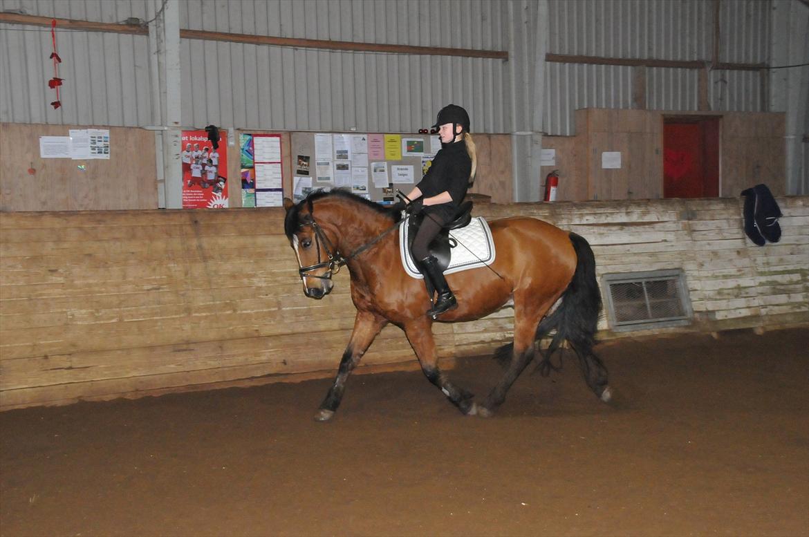 Anden særlig race Vestervangs Ib  billede 9