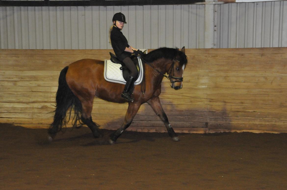 Anden særlig race Vestervangs Ib  billede 10