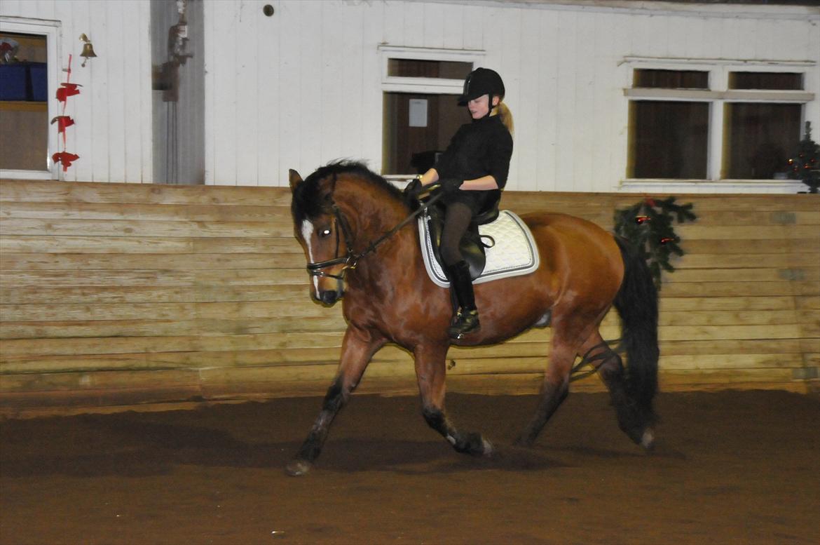 Anden særlig race Vestervangs Ib  billede 13