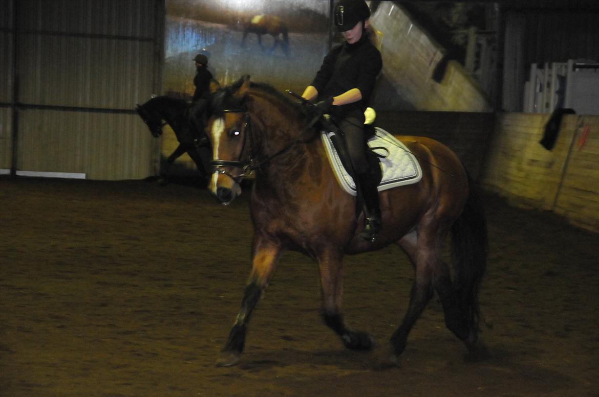 Anden særlig race Vestervangs Ib  billede 14