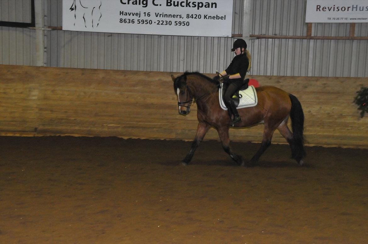 Anden særlig race Vestervangs Ib  billede 15