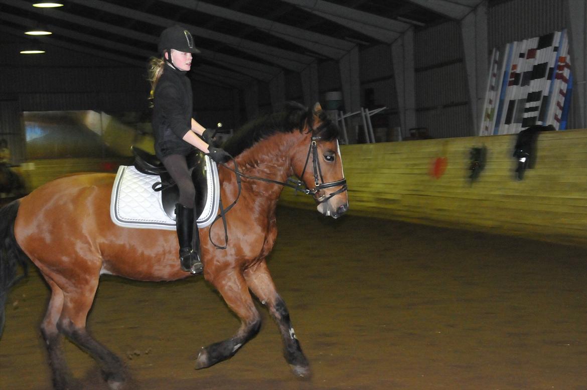 Anden særlig race Vestervangs Ib  billede 16