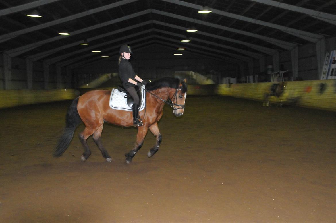 Anden særlig race Vestervangs Ib  billede 17