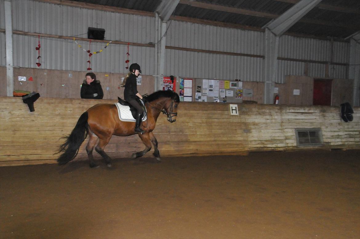 Anden særlig race Vestervangs Ib  billede 18