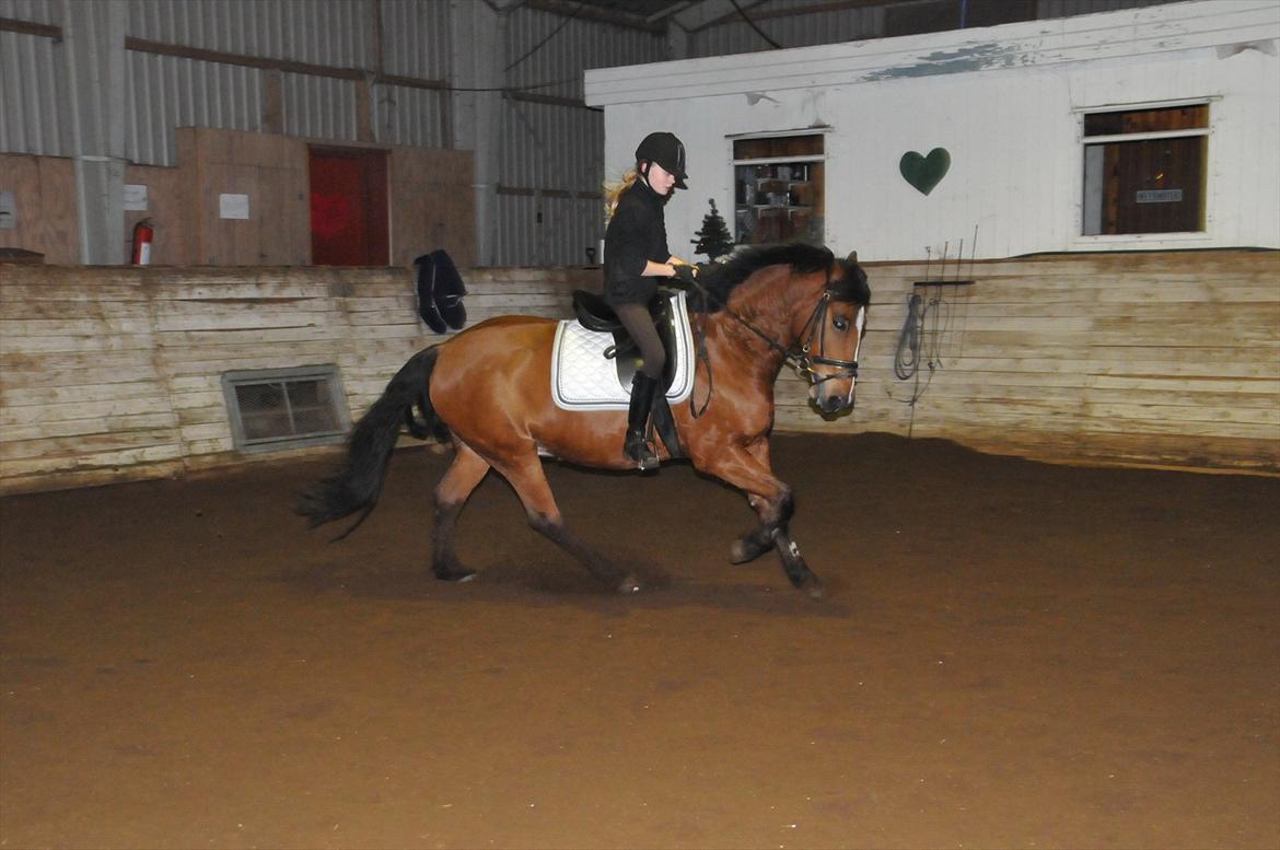 Anden særlig race Vestervangs Ib  billede 19