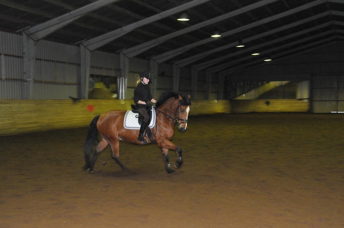 Anden særlig race Vestervangs Ib  billede 20