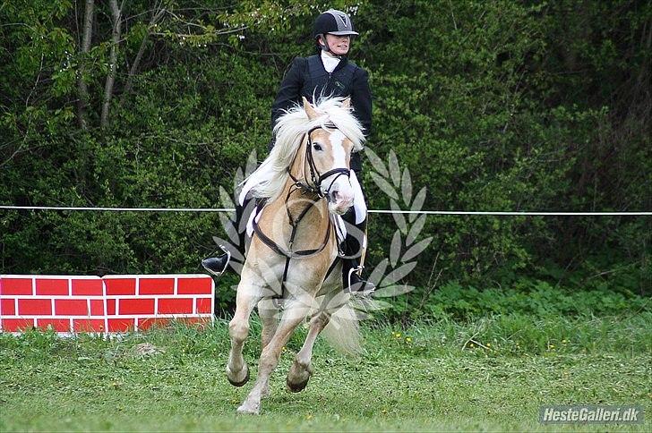 Haflinger Jupiter's bonanza (Tidl. hest) billede 19