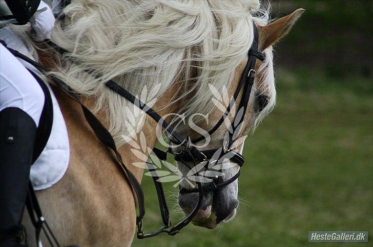 Haflinger Jupiter's bonanza (Tidl. hest) billede 20