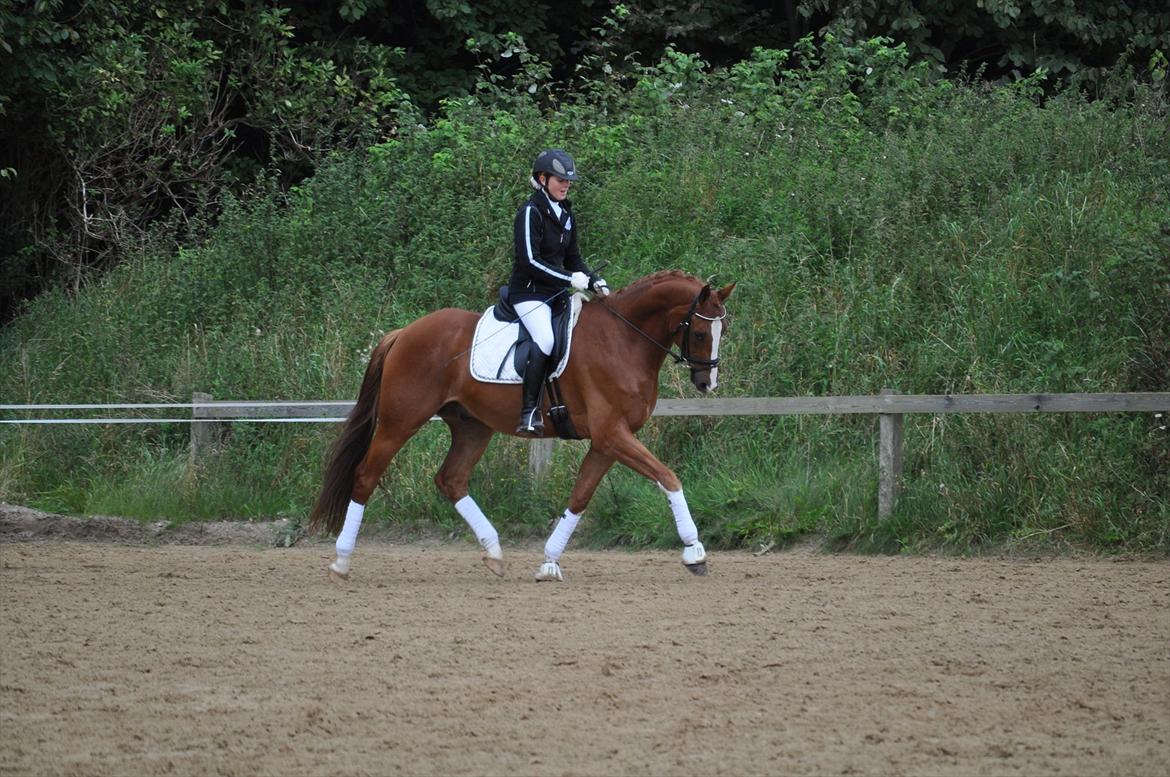 Dansk Varmblod Mr. T - HGR sep. 2011 billede 2