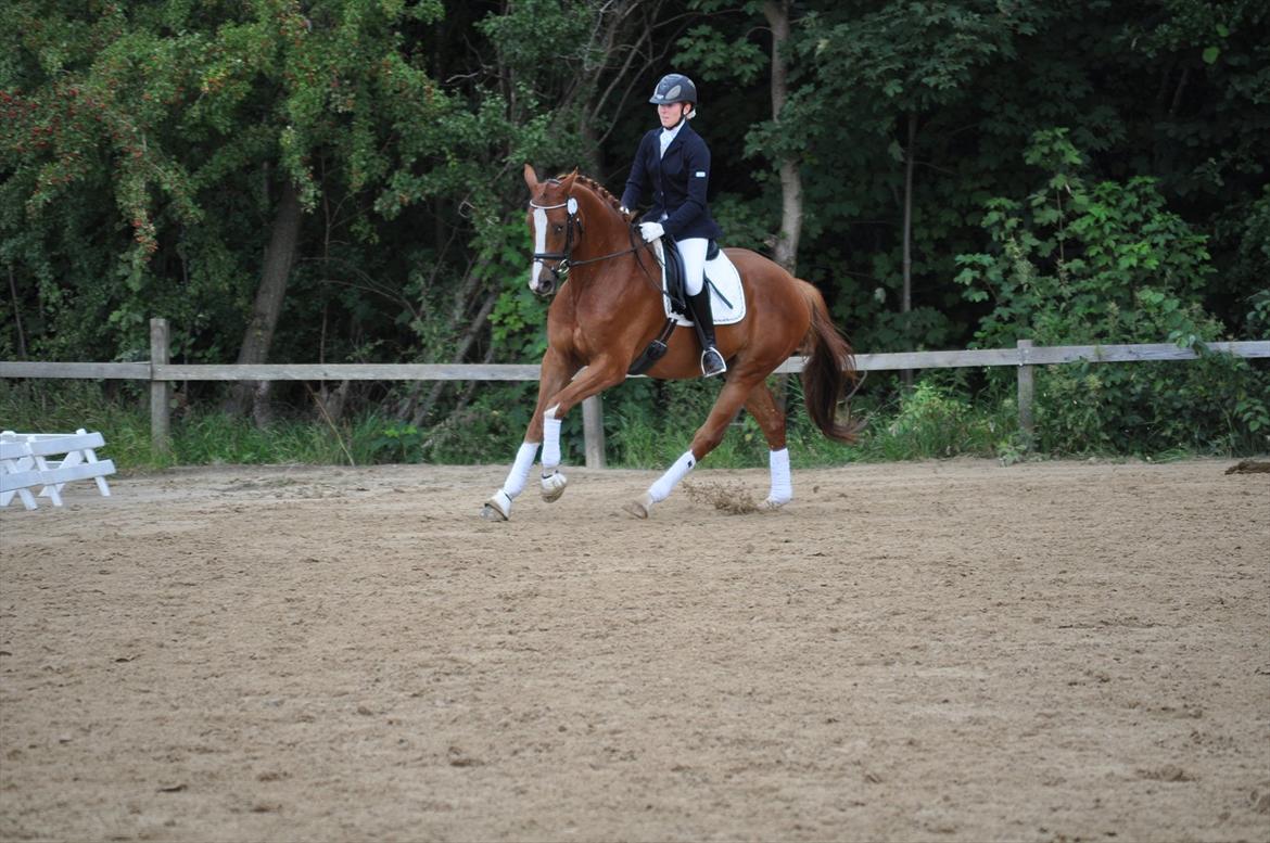 Dansk Varmblod Mr. T - HGR sep. 2011 billede 3