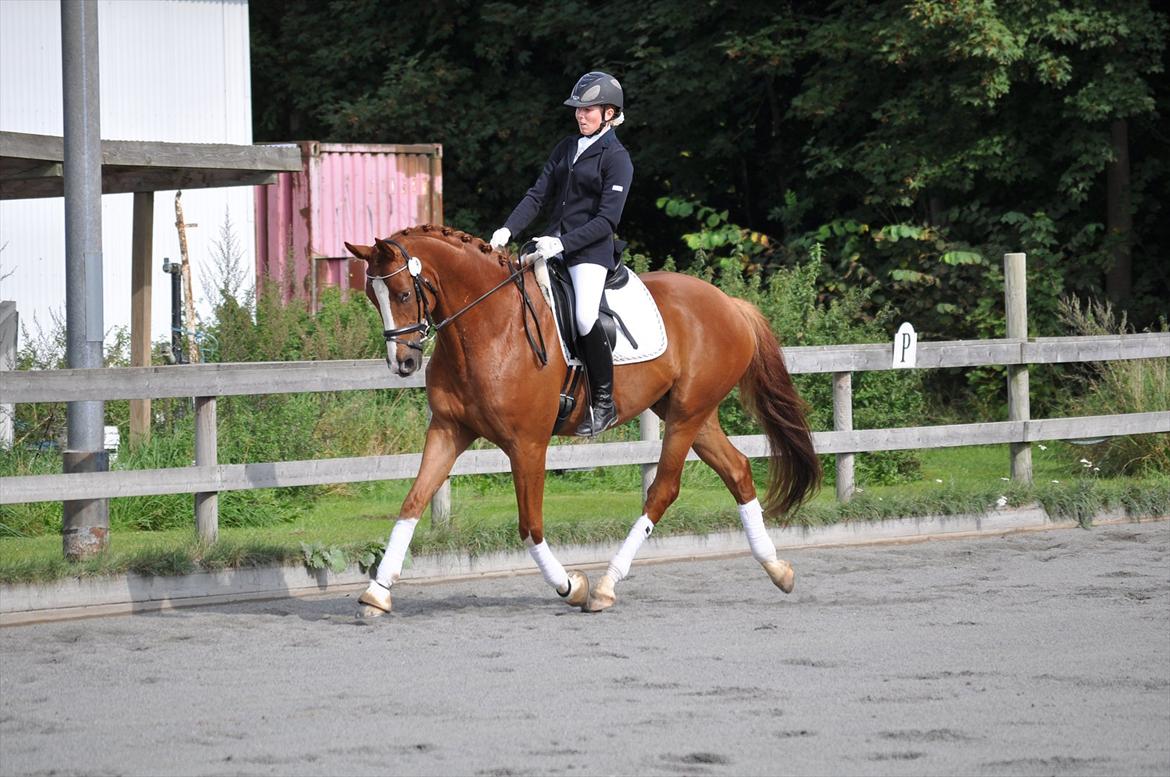 Dansk Varmblod Mr. T - Mitos første stævne ude i byen. Nr. 2 i LC2 med 67 % billede 1