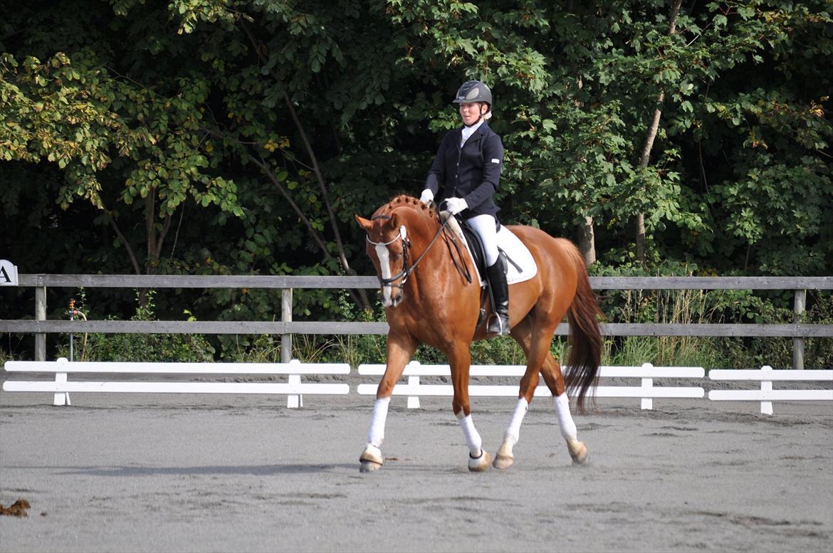 Dansk Varmblod Mr. T - HGR sep. 2011 billede 4