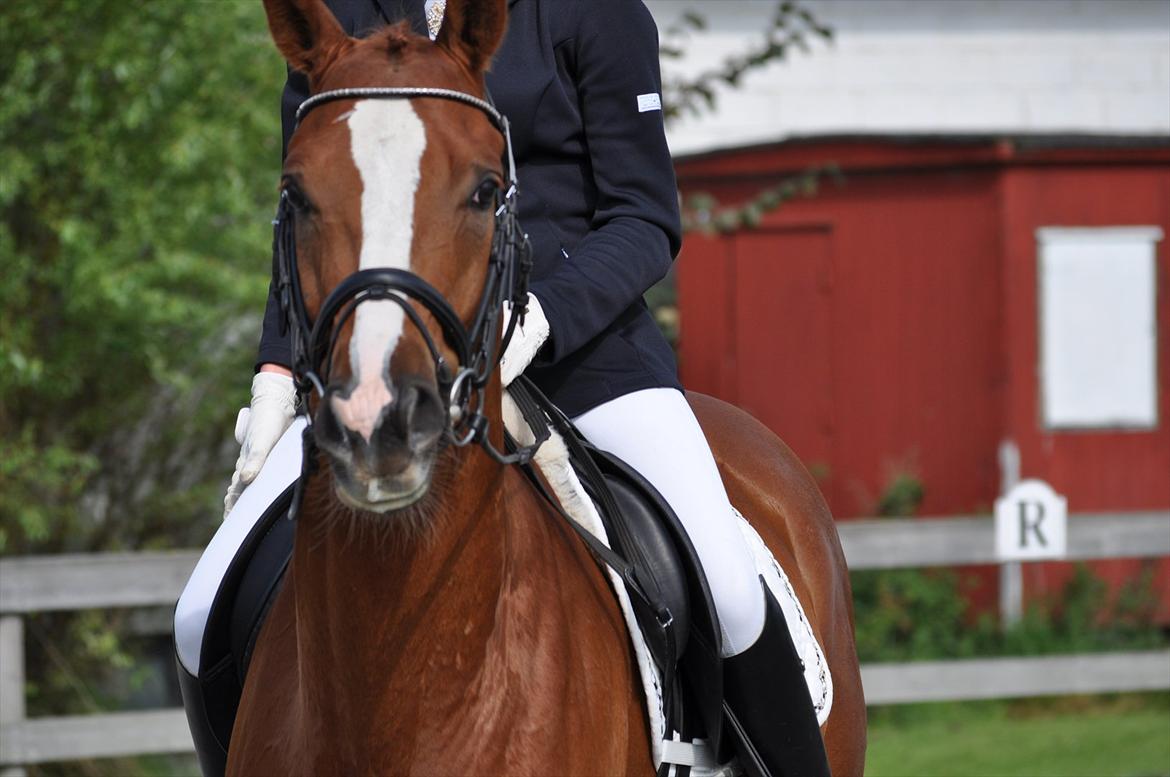 Dansk Varmblod Mr. T - Puha, endelig overstået :-) Glad dreng <3 billede 5