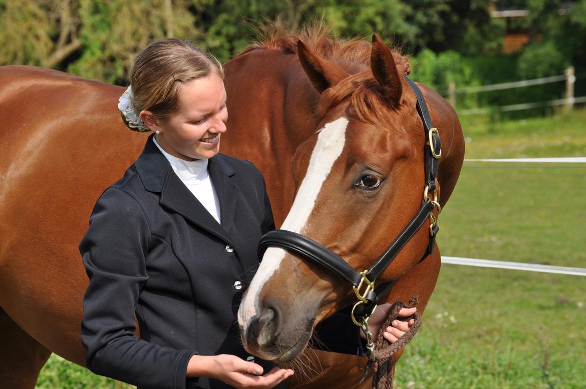 Dansk Varmblod Mr. T - Hygge ved traileren bagefter :-) billede 7