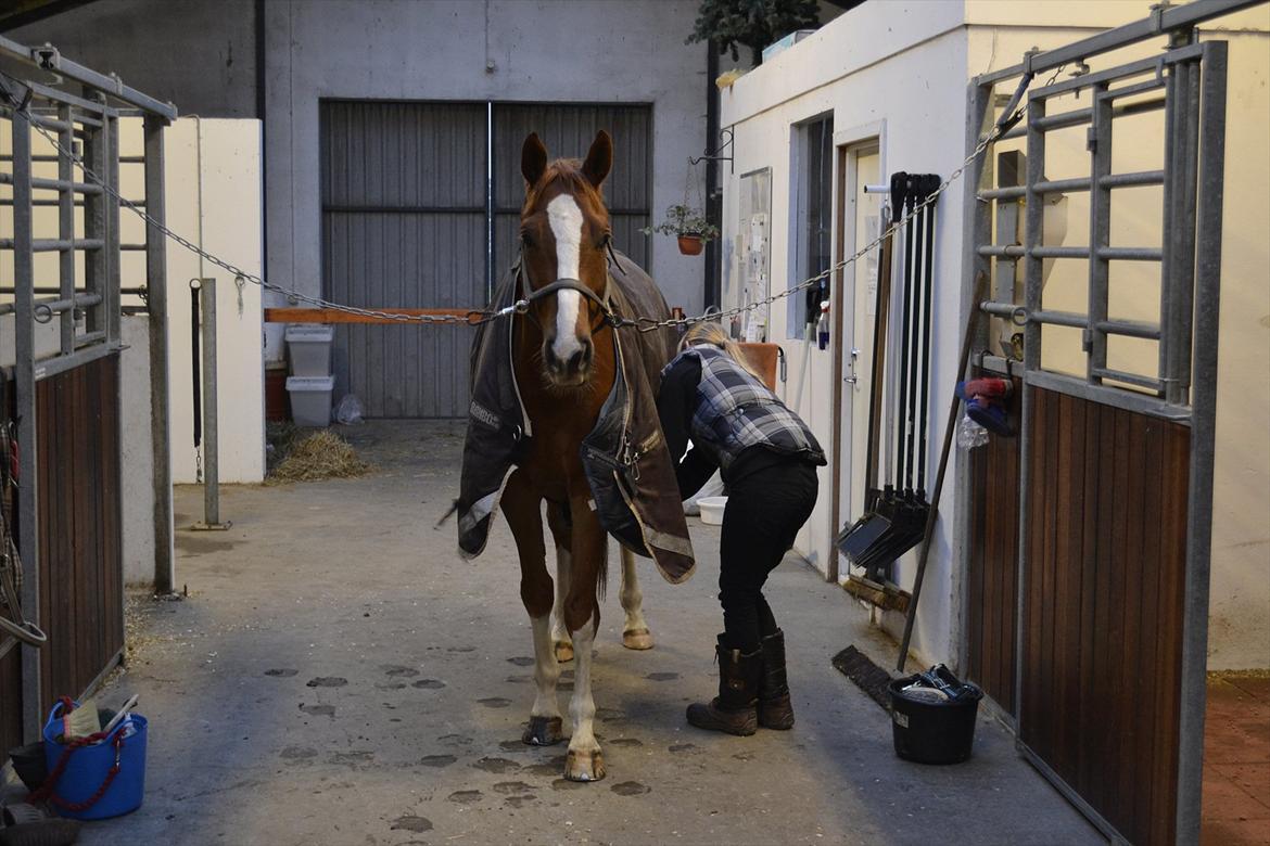 Dansk Varmblod Mr. T - En helt almindelig efterårsdag i stalden billede 8