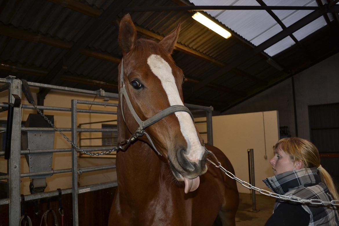 Dansk Varmblod Mr. T - "Hvornår får jeg en gulerod?" billede 9