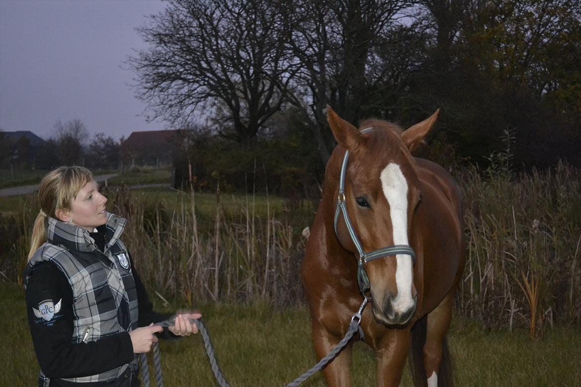Dansk Varmblod Mr. T - Fotomodeller billede 10