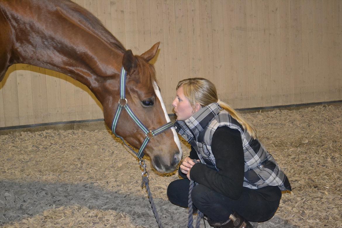 Dansk Varmblod Mr. T - <3<3 billede 11