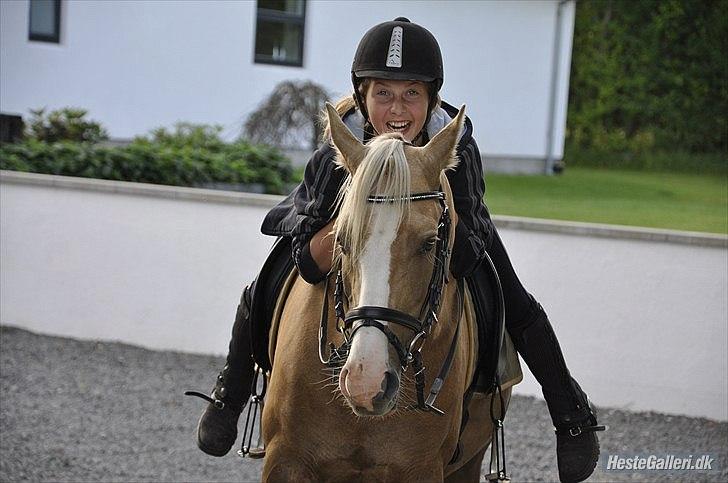 Hollandsk Sportspony Lodius |Smørblomst|<3 - Hahaha, faaail :-D ♥
 billede 11