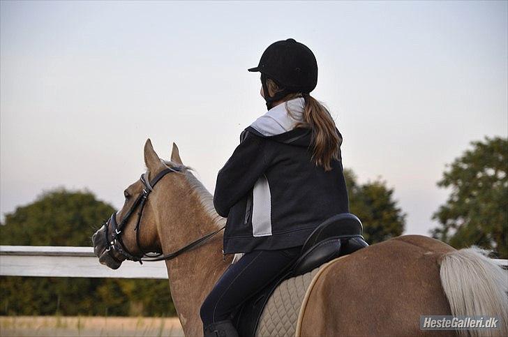Hollandsk Sportspony Lodius |Smørblomst|<3 - Vejen til himlen, er på hesteryg♥ billede 4