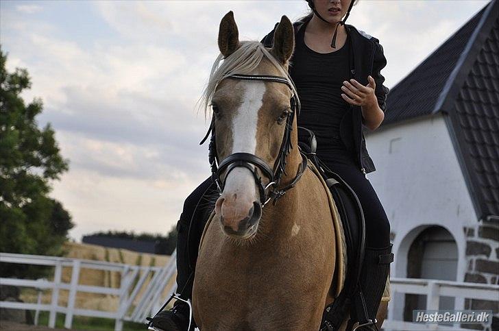 Hollandsk Sportspony Lodius |Smørblomst|<3 - En super træning ♥
 billede 2