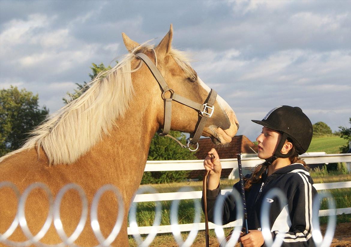 Hollandsk Sportspony Lodius |Smørblomst|<3 - When your horse follows you without being asked, when he rubs his head on yours, and when you look at him and feel a tingle down your spine...you know you are loved. billede 5