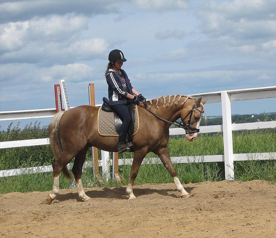 Hollandsk Sportspony Lodius |Smørblomst|<3 - Dejlig dag med ham :-b ♥
 billede 13