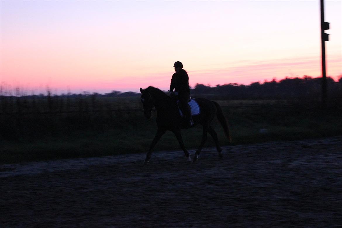 Dansk Varmblod South-West Kessler billede 7