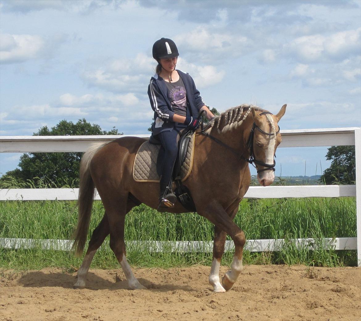 Hollandsk Sportspony Lodius |Smørblomst|<3 - Sommer ridning med den smukke ♥
 billede 7