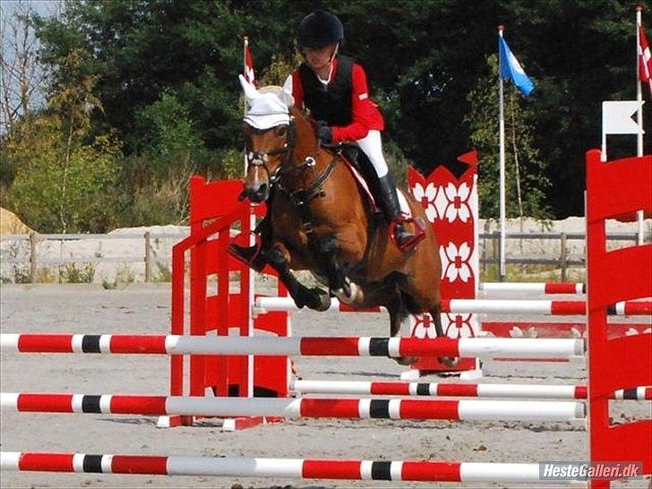 Belgisk Sportspony Bruno V/D Gortehoeve - Bruno V/D Gortehoeve og tidl. ejer Emilie Pedeersen fra DM 2010.
Stjernepar...  billede 5