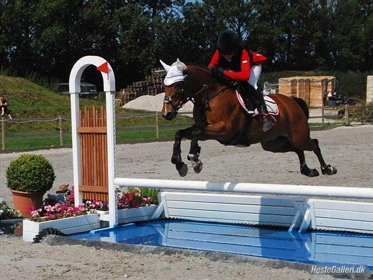 Belgisk Sportspony Bruno V/D Gortehoeve - Bruno V/D Gortehoeve og tidl. ejer Emilie Pedeersen fra DM 2010.
Stjernepar...  billede 6