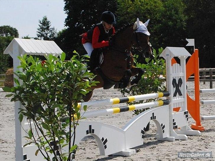 Belgisk Sportspony Bruno V/D Gortehoeve - Bruno V/D Gortehoeve og tidl. ejer Emilie Pedeersen fra DM 2010.
Stjernepar...  billede 9