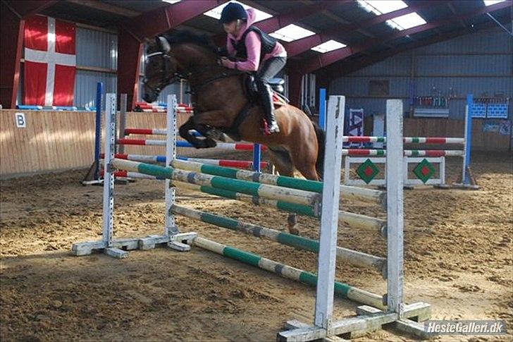 Belgisk Sportspony Bruno V/D Gortehoeve - Bruno og tidligere ejer Emilie.
Her springer de ca. 115 cm. billede 11