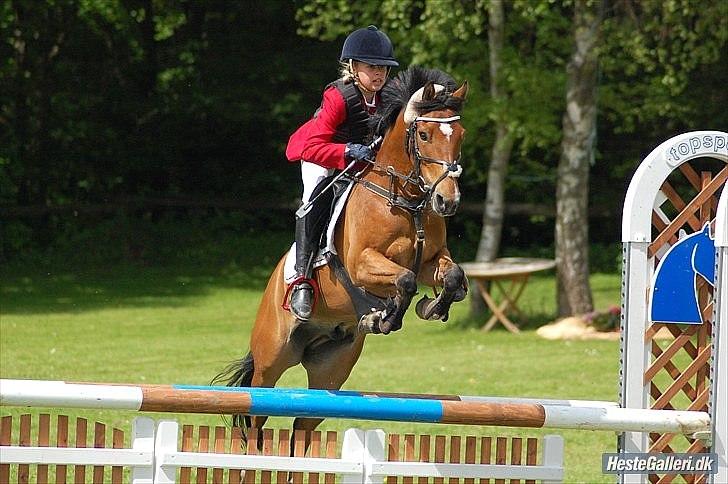 Belgisk Sportspony Bruno V/D Gortehoeve - Bruno og Emilie 2010 billede 12