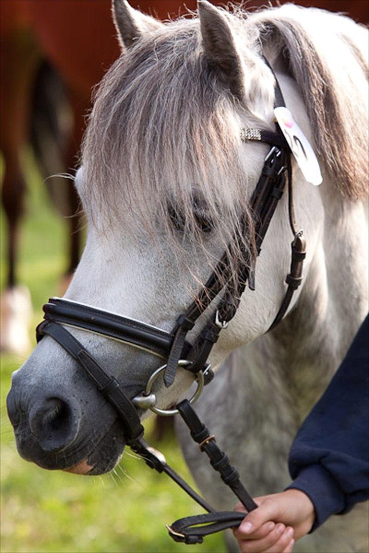 Welsh Mountain (sec A) Lady Moonlight af Ferslev billede 3