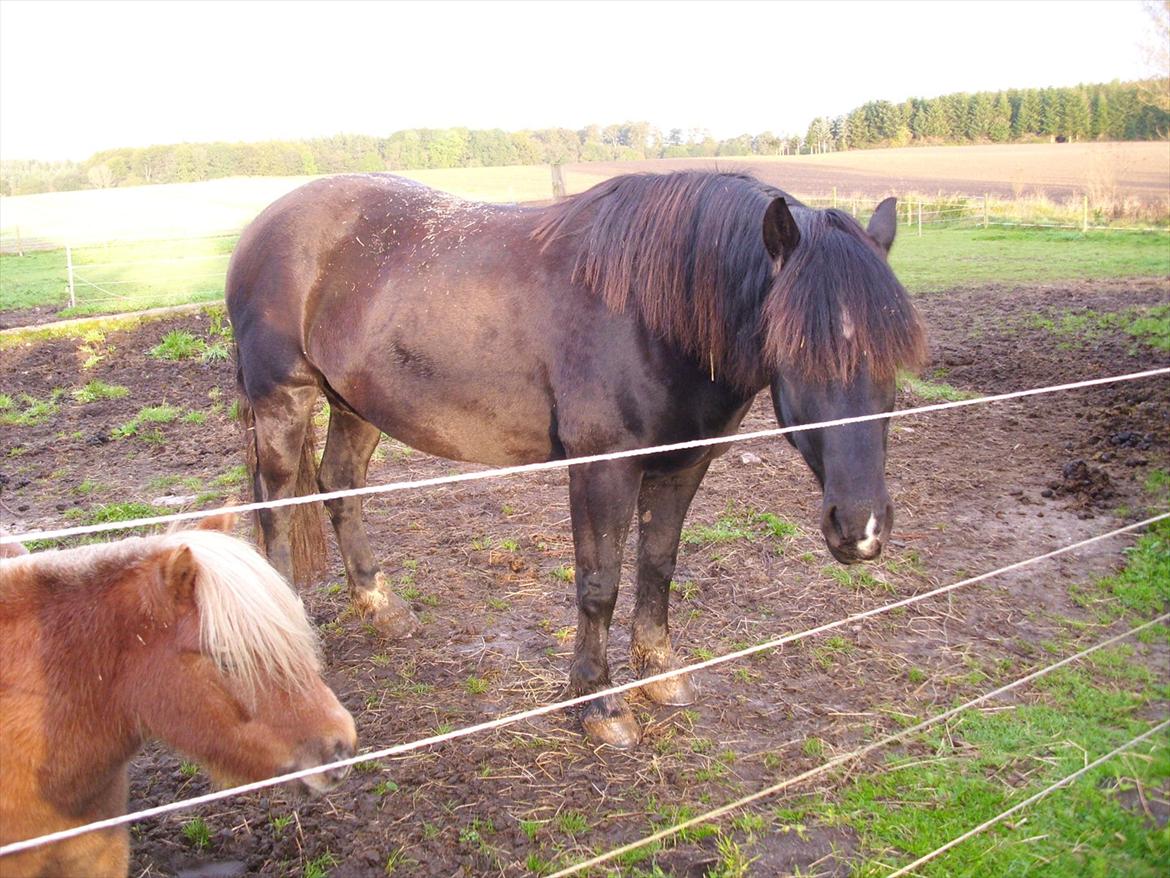 Koldblodstraver Foss Tulla billede 16