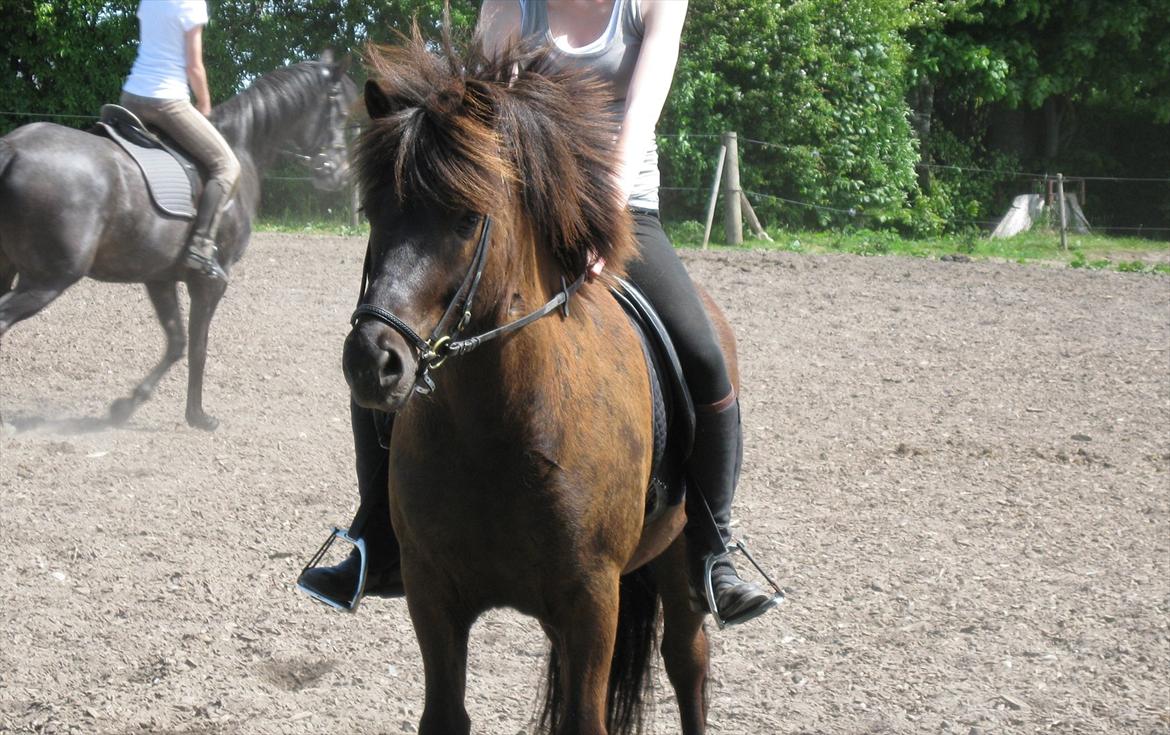 Islænder Sleipner billede 3