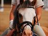 Welsh Mountain (sec A) Femke *savnet* [Tidl. hest]