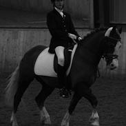 Welsh Pony af Cob-type (sec C) Thers Naughty Mudzy