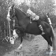 Welsh Pony af Cob-type (sec C) Thers Naughty Mudzy