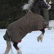 Welsh Pony af Cob-type (sec C) Thers Naughty Mudzy