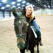 Dansk Varmblod Gammelkorups Tornado