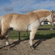 Fjordhest Stald Valhallas Thrym